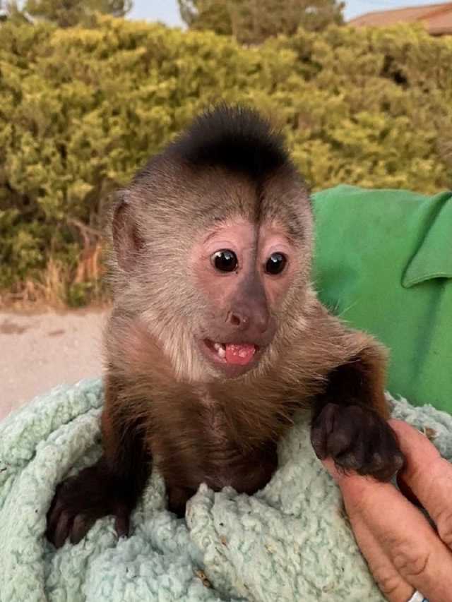 California cops received a call from a zoo but it’s  was from a monkey