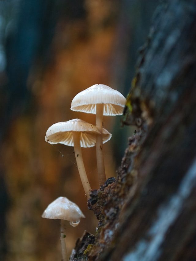 The fashion, publishing, and entertainment industries are all experiencing a mushroom boom.