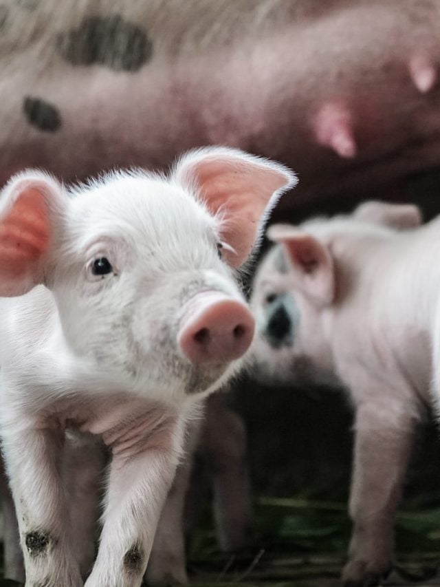 Why does no one drink pig’s milk?