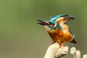 Why Do Hummingbirds Battle So Frequently?